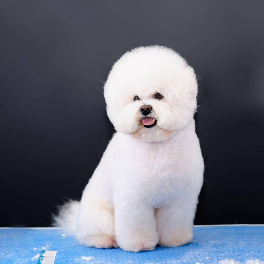 Bichon Frise pug sitting on floor