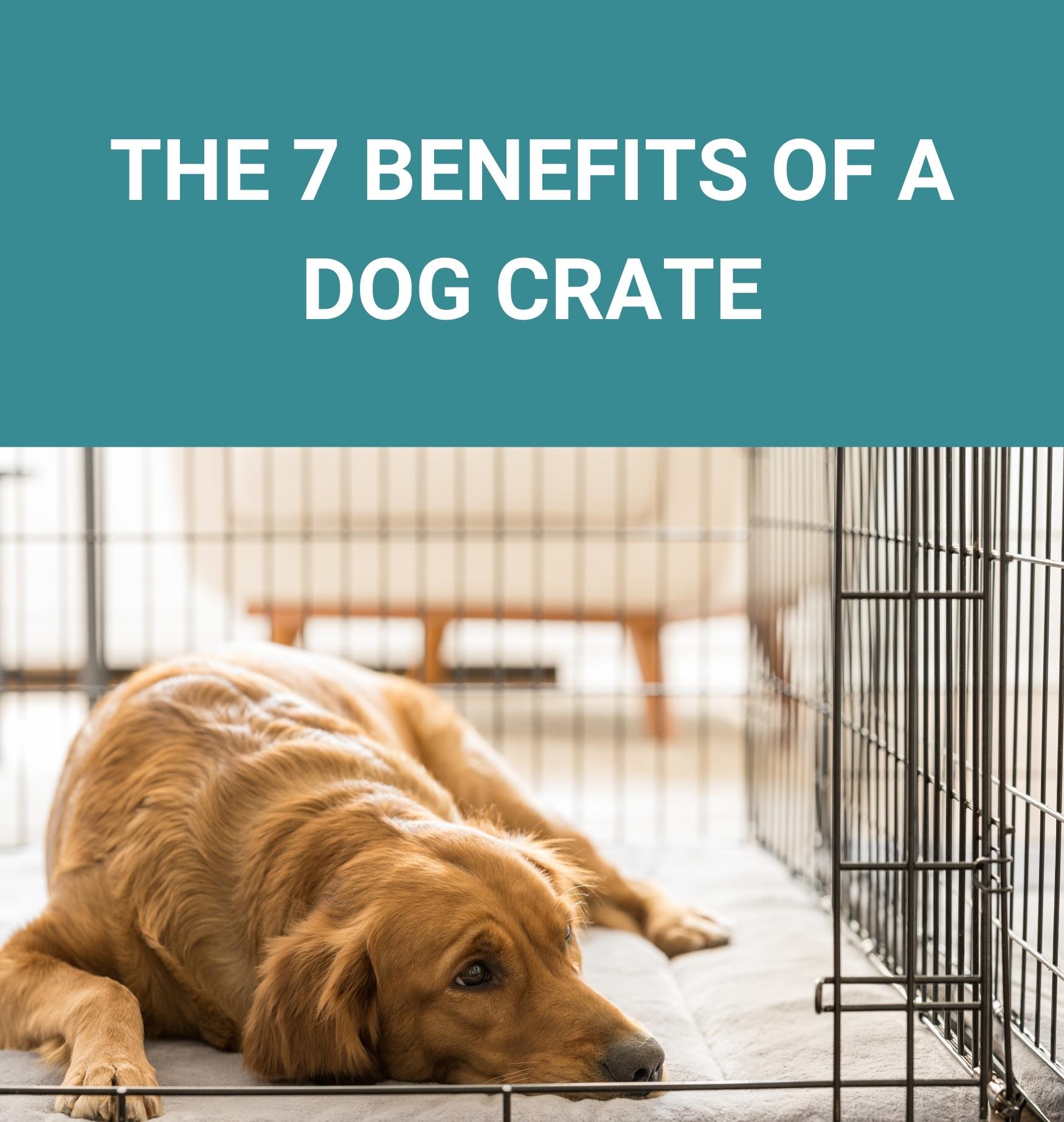 The 7 Benefits Of A Dog Crate Potty Buddy™