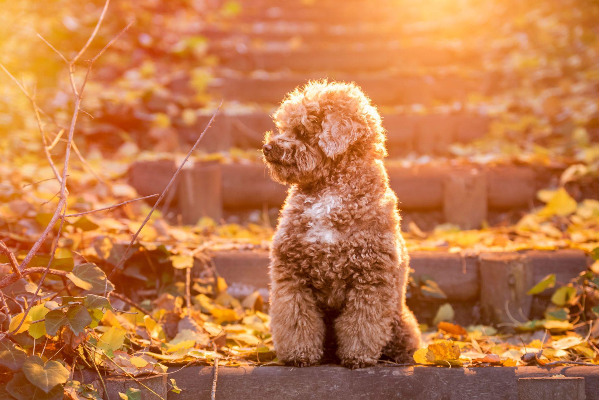 Toy Poodle at sunset