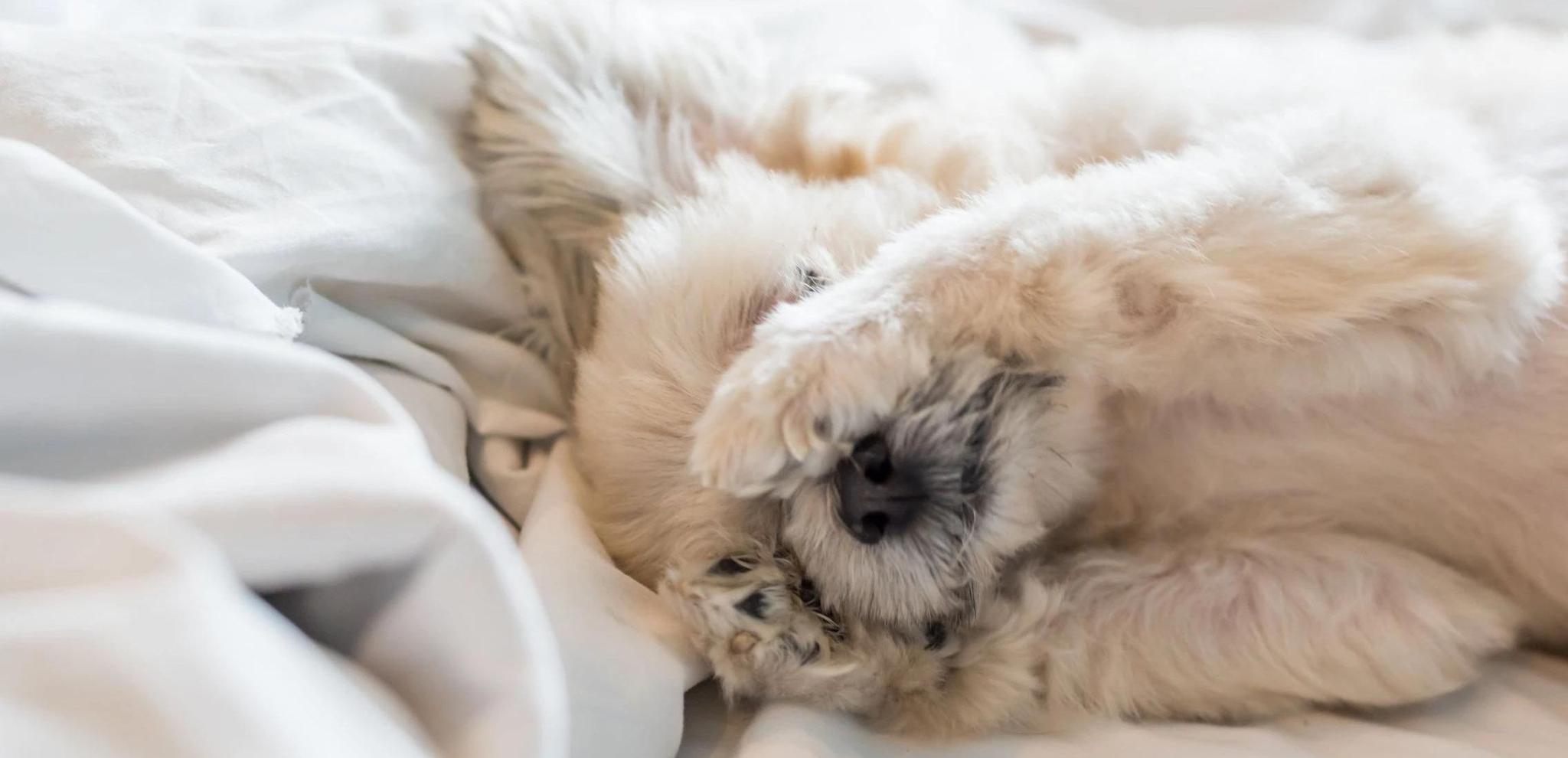 Why Does a Dog Pee On His Bed? And What to Do about it? Potty Buddy