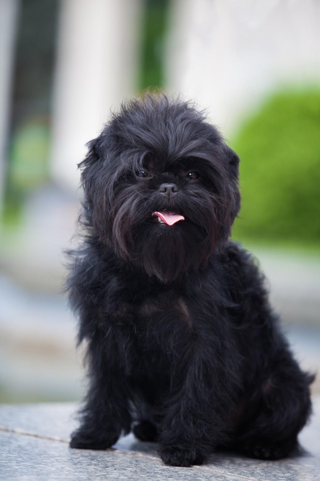 Affenpinscher