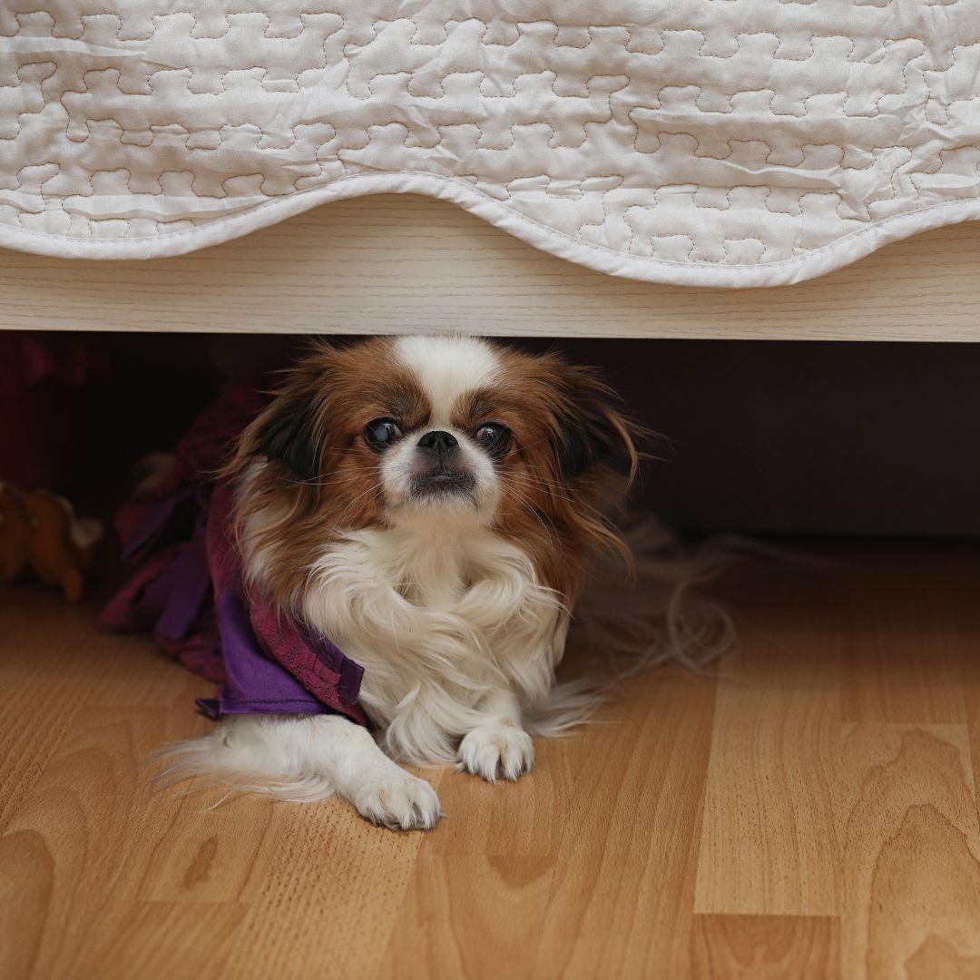 Curated visual reference: How To Stop A Dog From Barking And Whining When Photo Inspiration