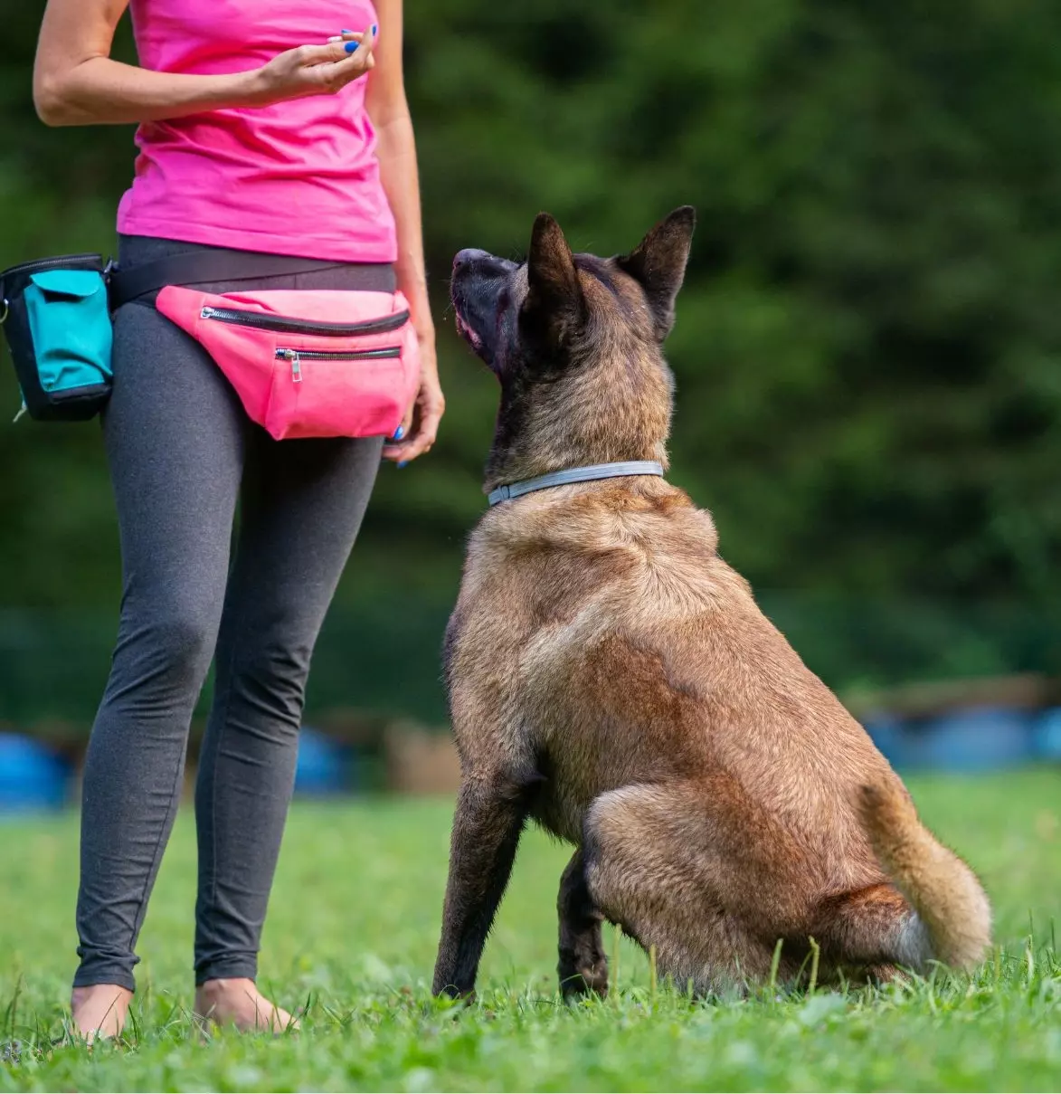 dog training
