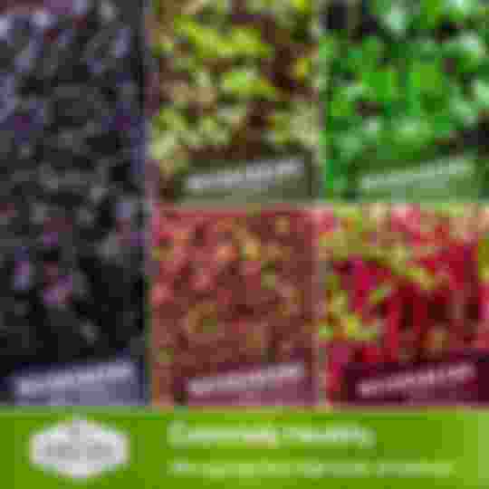 Basil, Cabbage, Buckwheat, Kale and Beet Microgreen Seeds