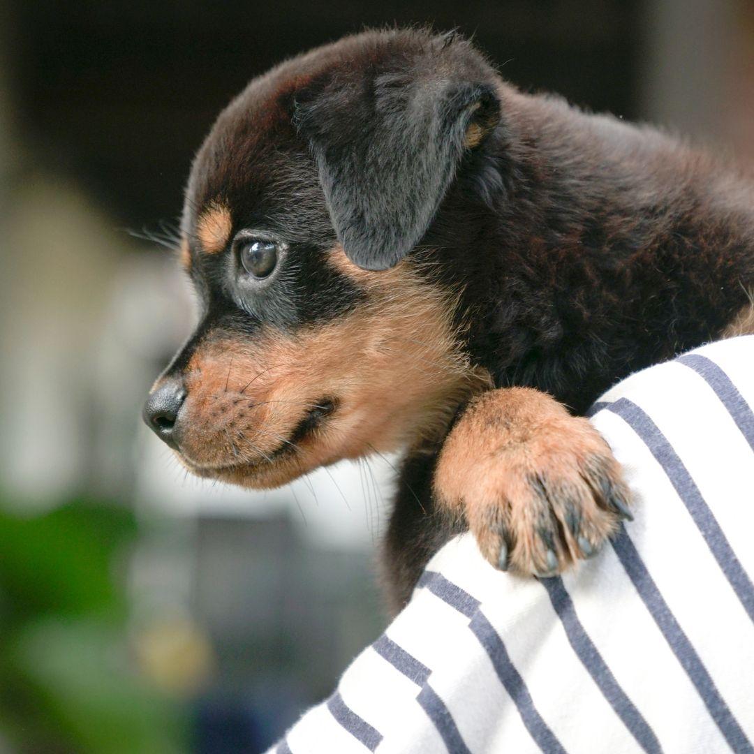 Rottweiler puppy in owners arms