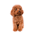 Toy Poodle Dog
