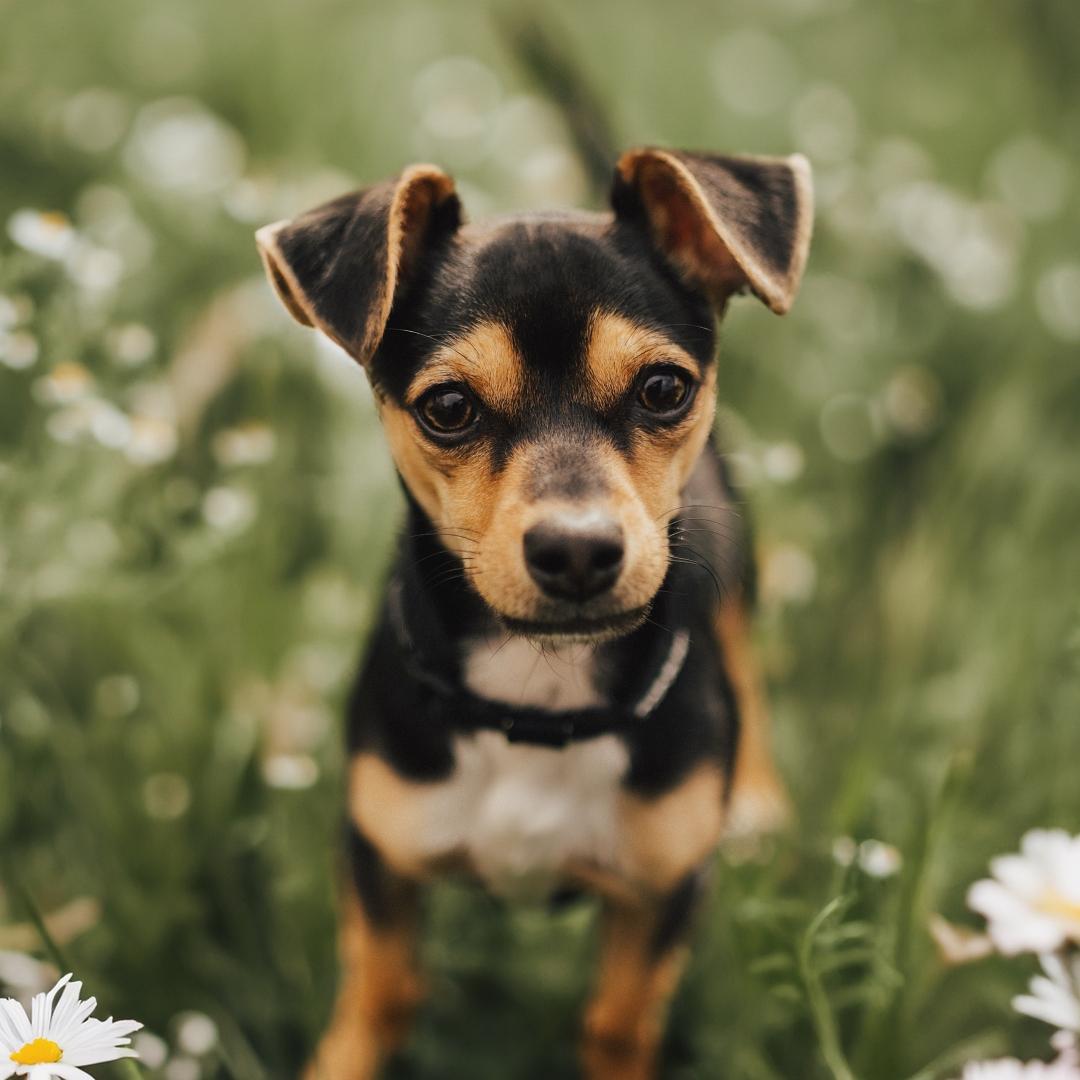 A cute young Chiweenie standing in a yard , a mix of Chihuahua and Dachshund dog breeds.