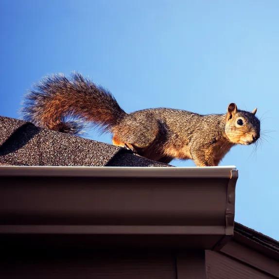 Squirrels