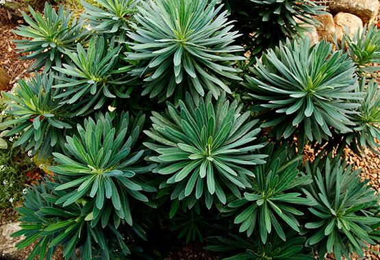 Dense cluster of blue-green, rosette-shaped foliage forming a low ornamental garden plant.