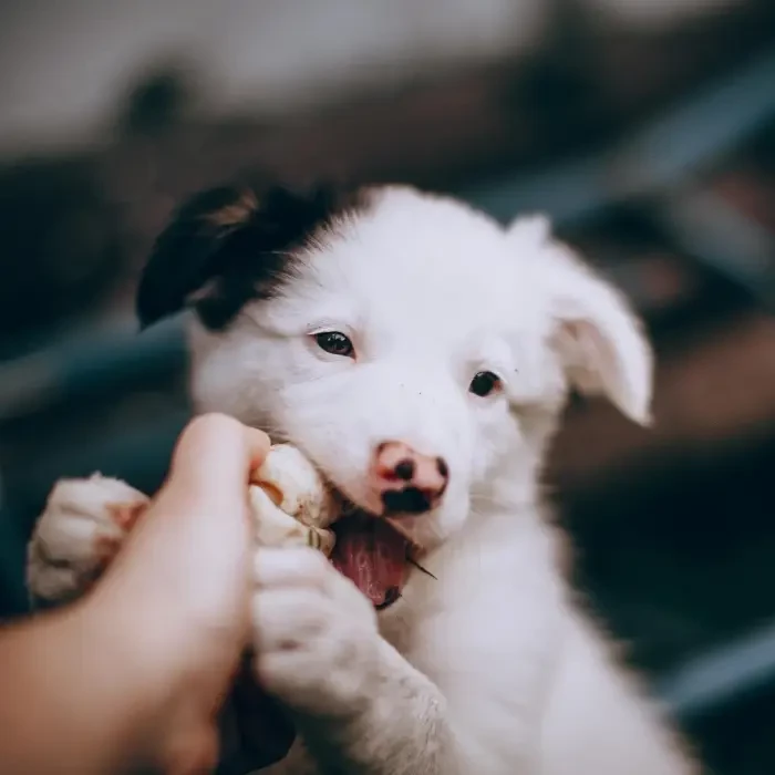 Puppy chewing a treat
