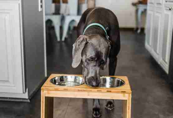 elevated pet feeder is the perfect height for large dogs