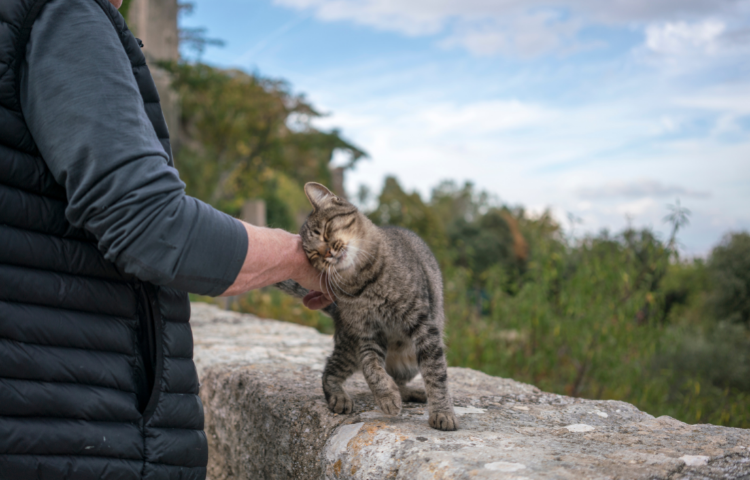 Ways your cat says i cheap love you