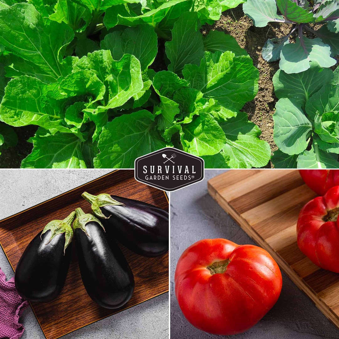 lettuce, eggplant & tomato