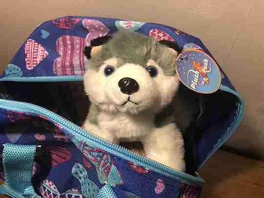 A wolf inside a backpack.