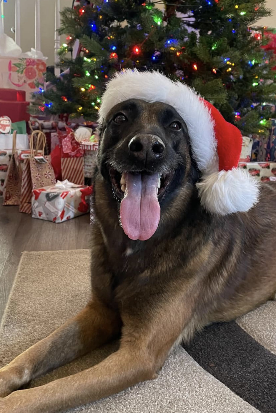 k9 kash as santa