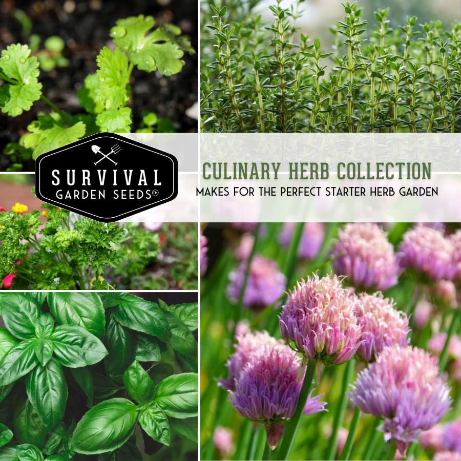 Culinary Herb Seed Collection - 5 Herb and Flower Seed Varieties for Tea