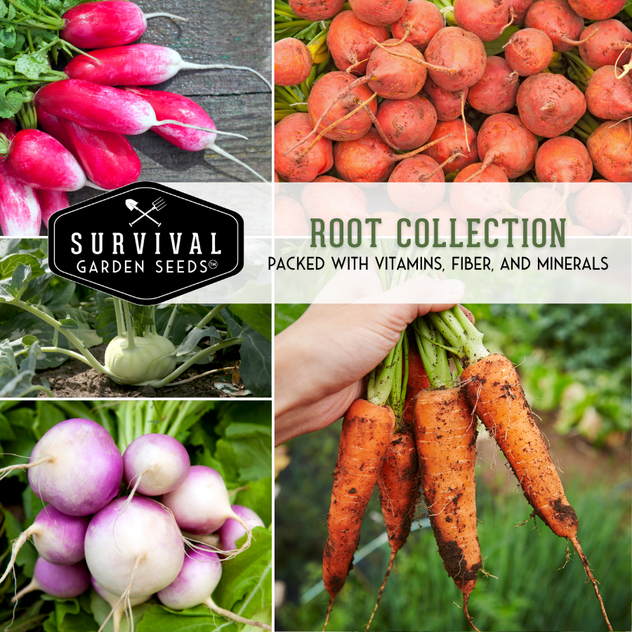 Root Vegetable Seed Collection