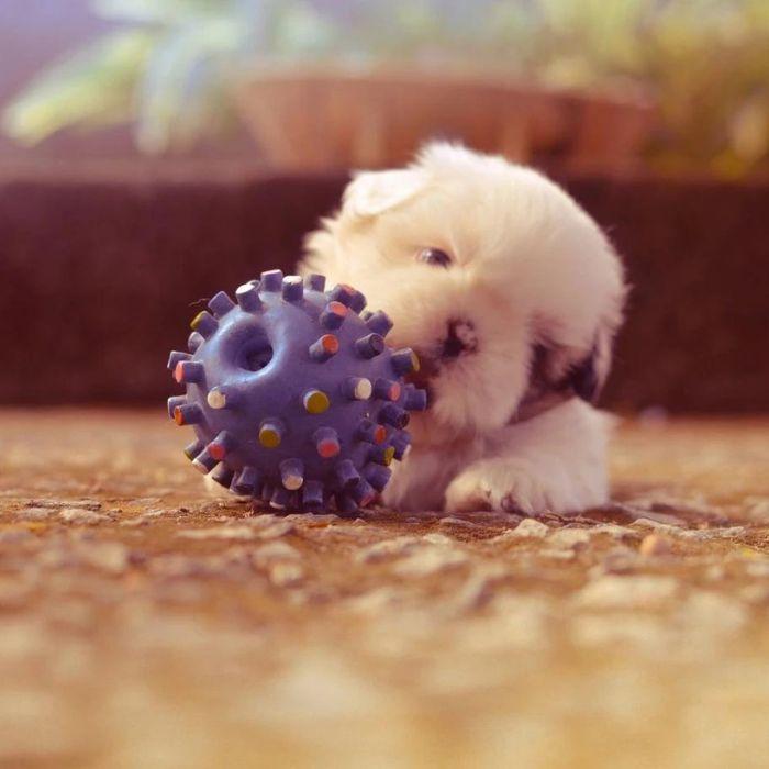 Puppy playing with toy