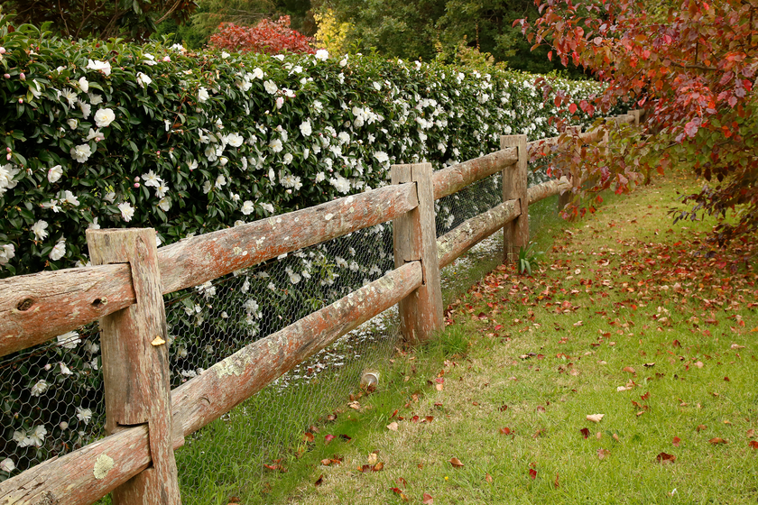 A stunning Camelia hedge in flower on a country property.