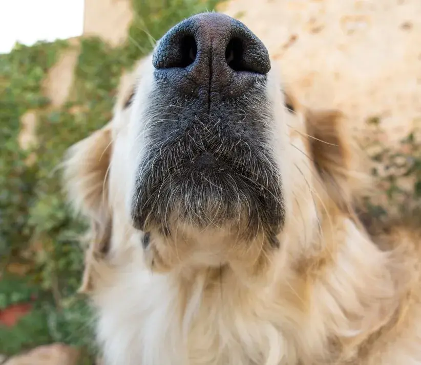 Close-up of a dog's nose showing signs of clogging, with visible dirt and debris on its surface.