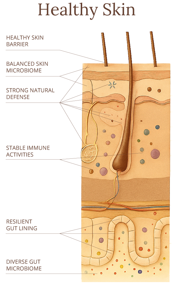 Cross-section showing healthy skin and gut. Labels highlight a strong skin barrier, balanced microbiome, immune stability, and an intact gut lining with microbial diversity.