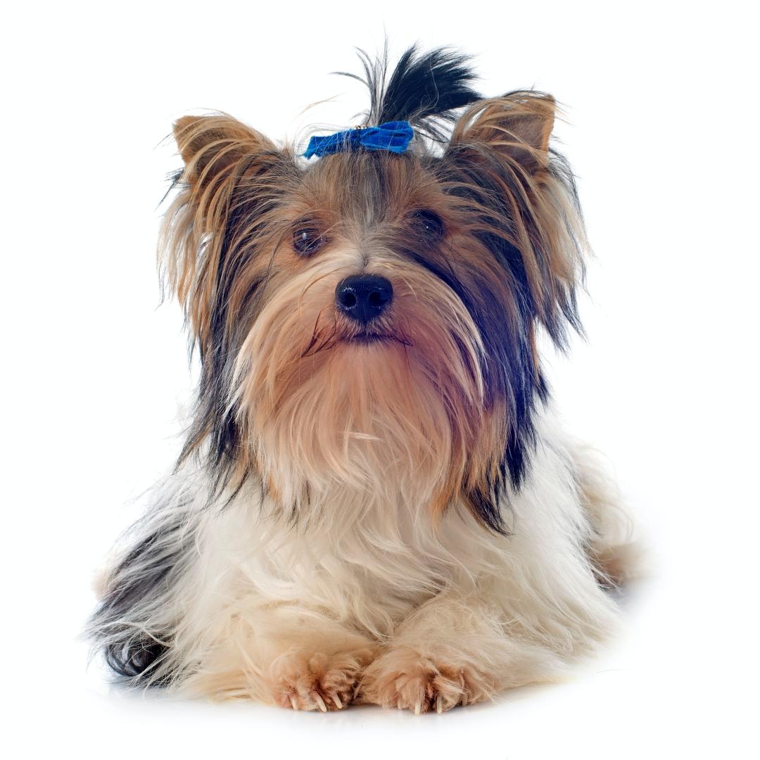biewer yorkshire terrier