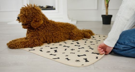 A brown dog laying on the carpet