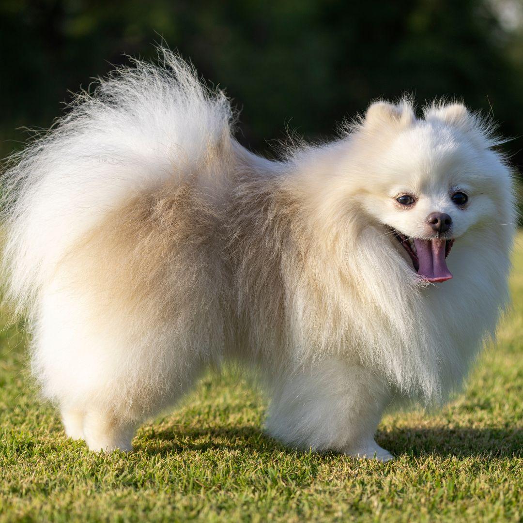 A white Japanese Spitz dog on grass field