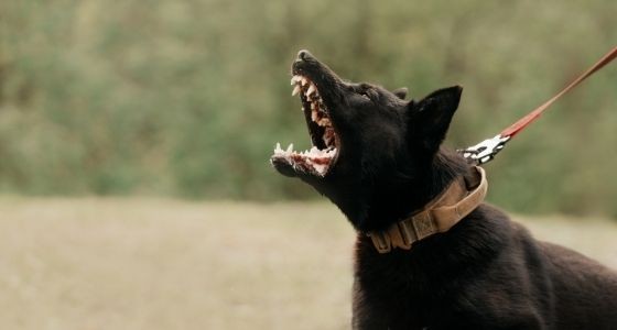 A black dog on a leash barking aggressively