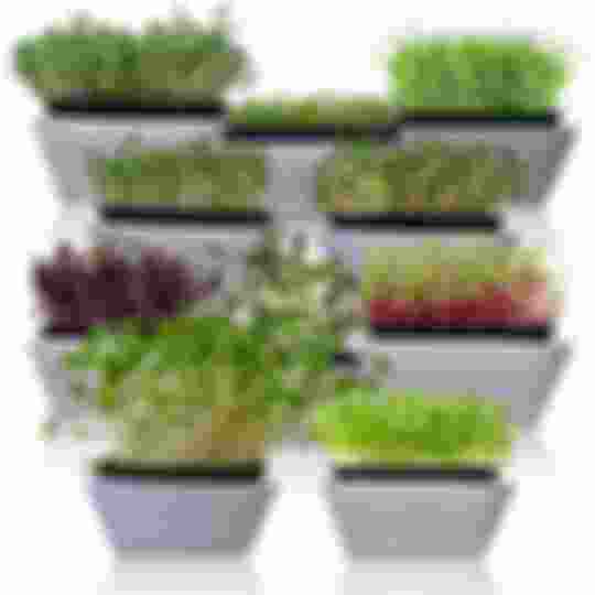 10 varieties of heirloom microgreens