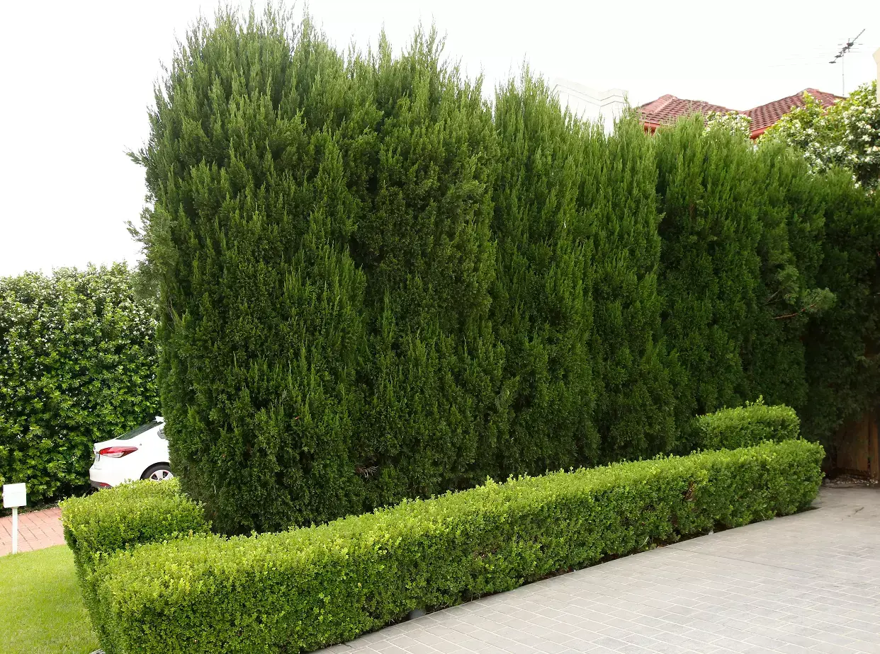 A tall, dense conifer hedge forming a mature privacy screen, with a neatly trimmed low box hedge in front along a paved driveway in a suburban garden.