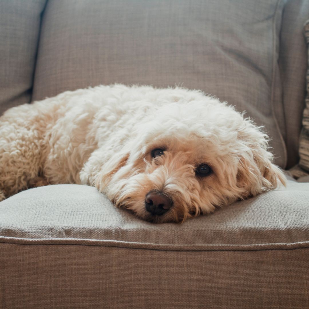 Dog lying on sofa