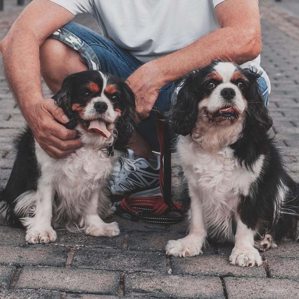 senior man in the street with his two cavalier king Charles spaniel dogs