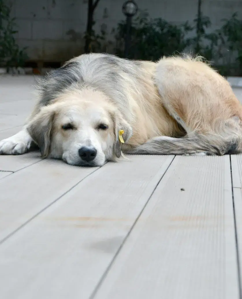 A dog lying on a wooden deck, appearing lethargic and unwell, indicating potential poisoning symptoms.