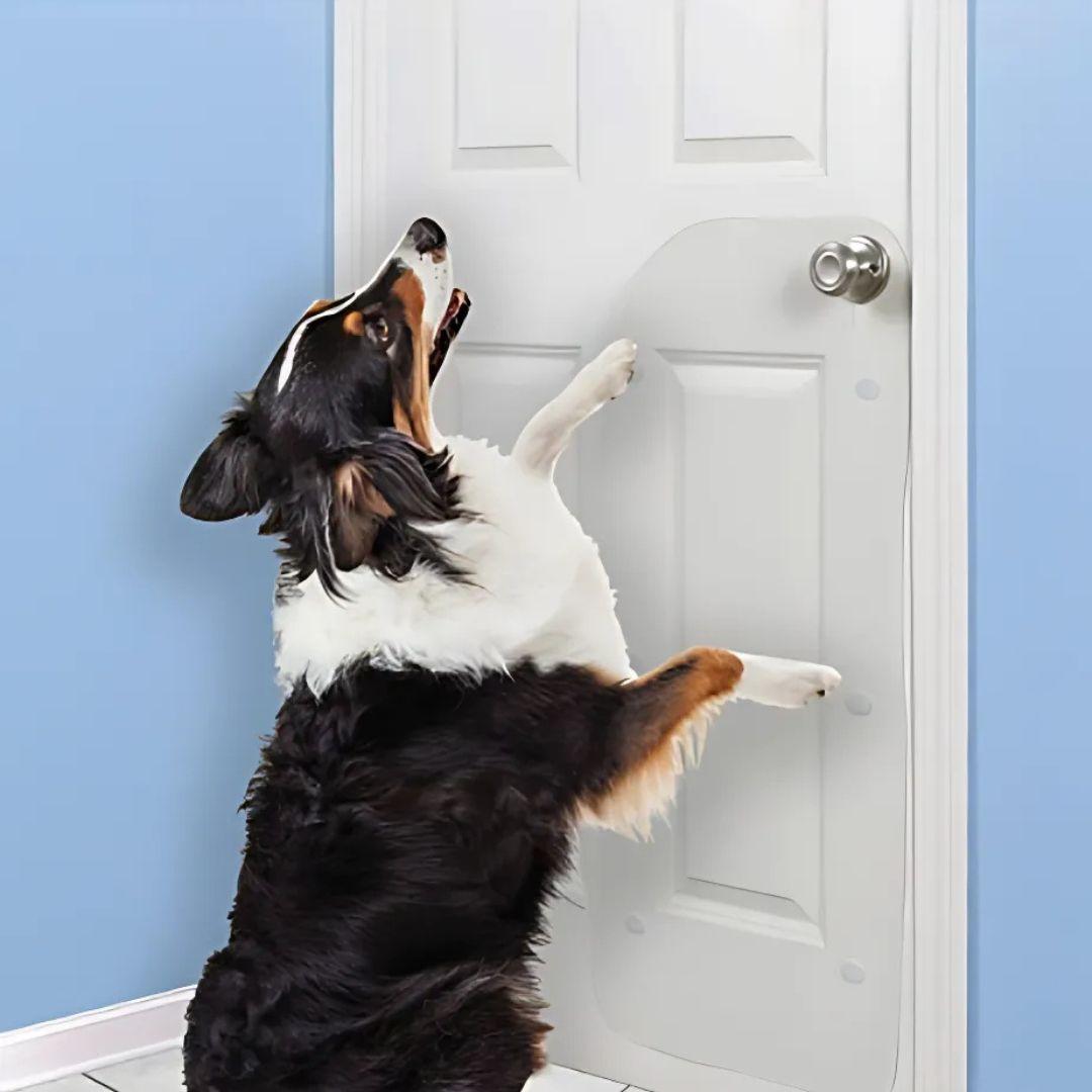 Puppy scratching door