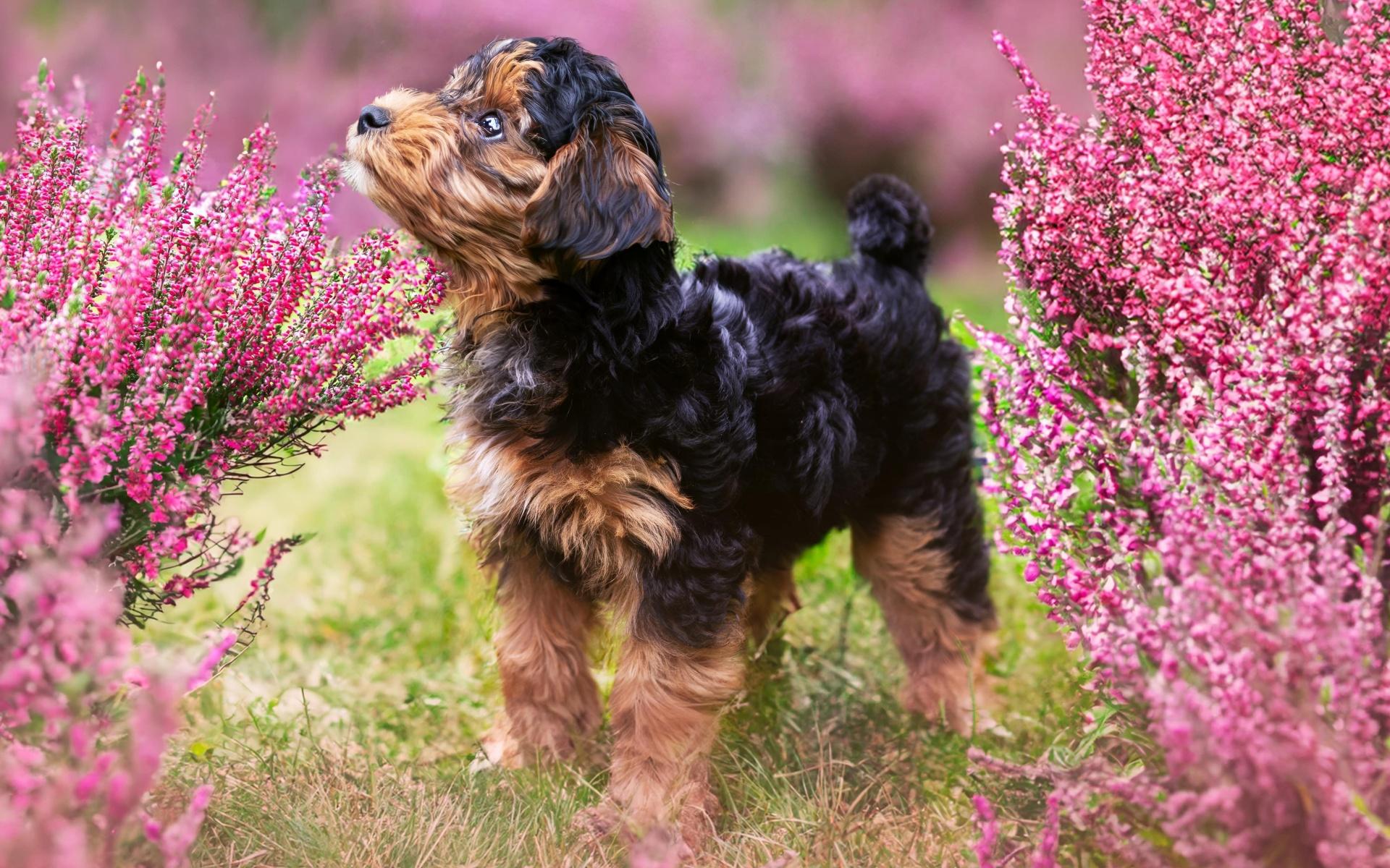 Portrait of black cavapoo puppy in the heather