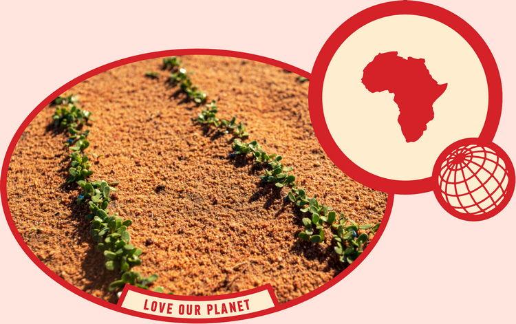 rooibos rocks harvesting love our planet