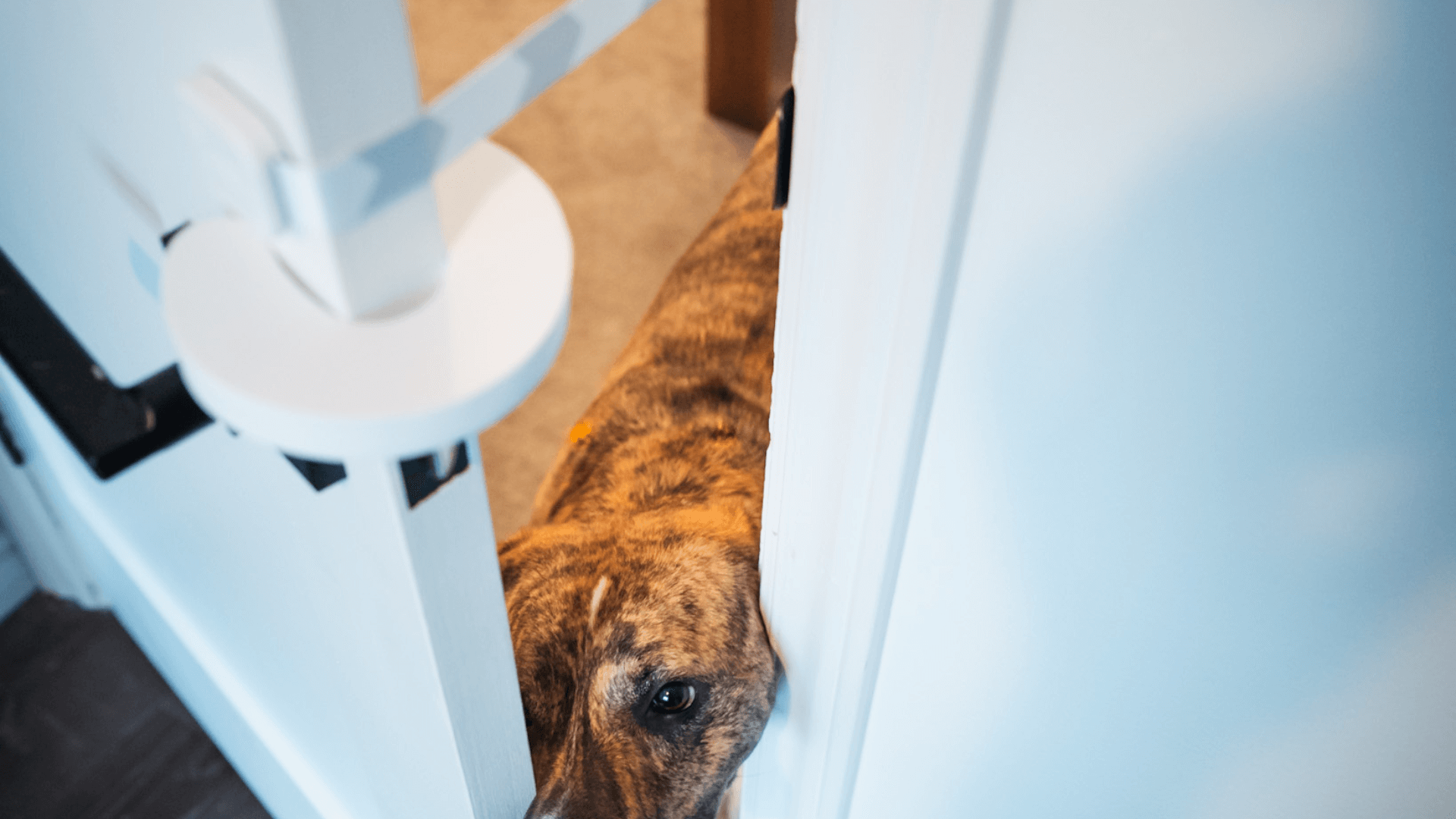 Door Buddy Blog - dog proof cat litter box