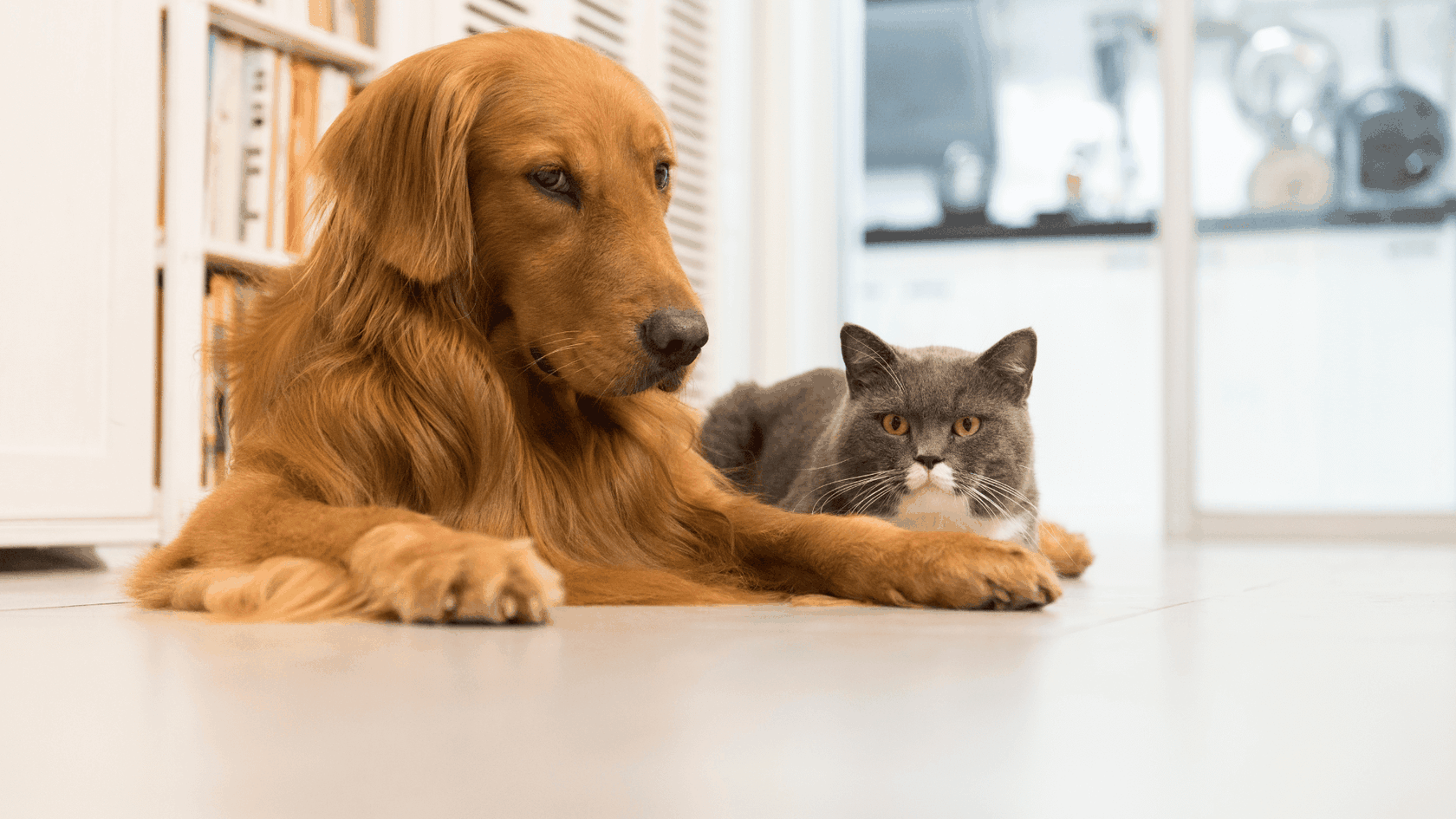 Pet Health Insurance: What You Need to Know – Door Buddy