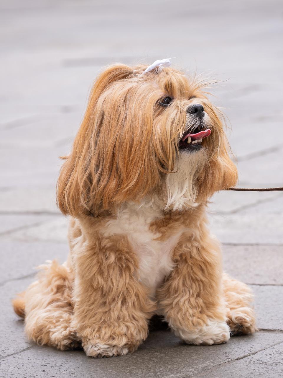 Lhasa Apso Dog