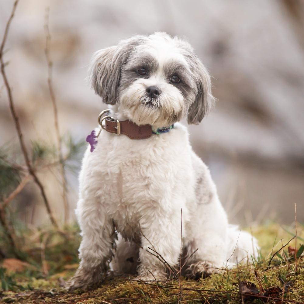 lhasa apso dog