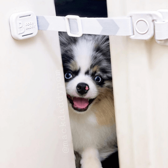 How to Keep Dog Out of Litter Box Door Buddy