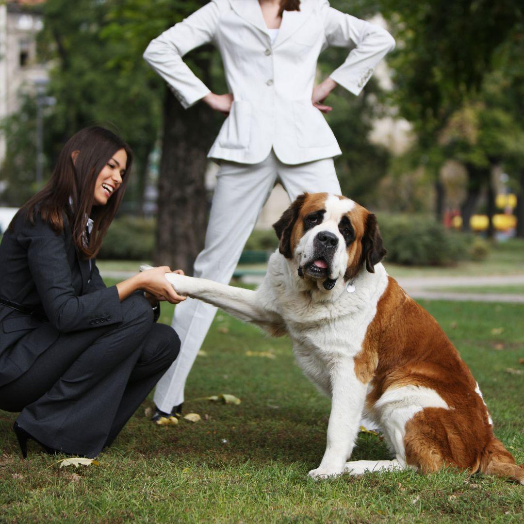 Dog Shake a Paw