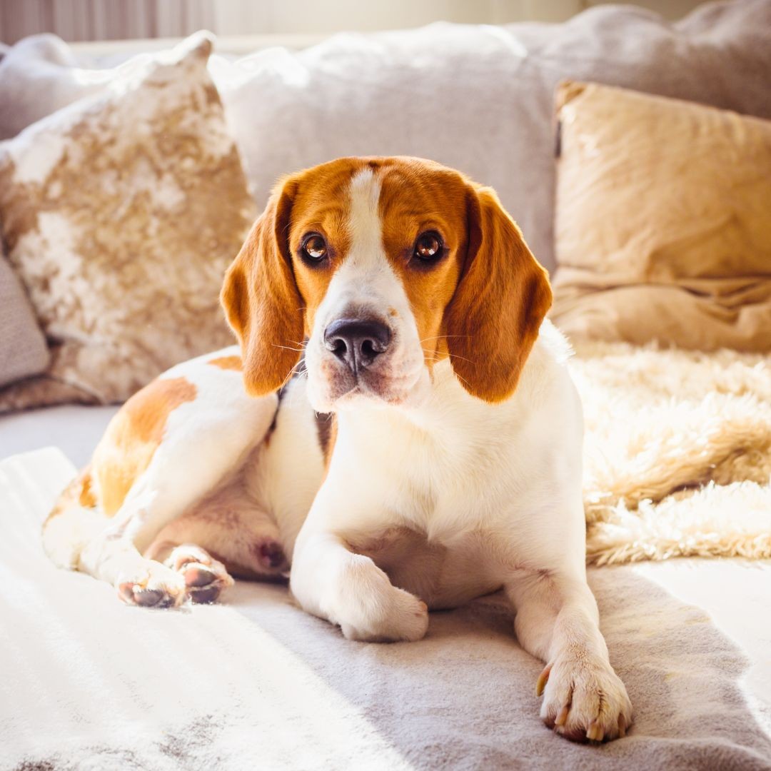 Calm beagle dog