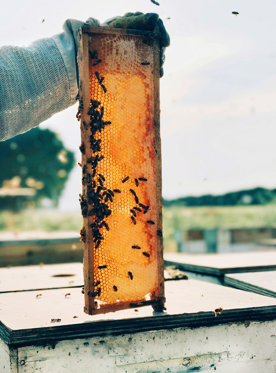 Florida bee hives