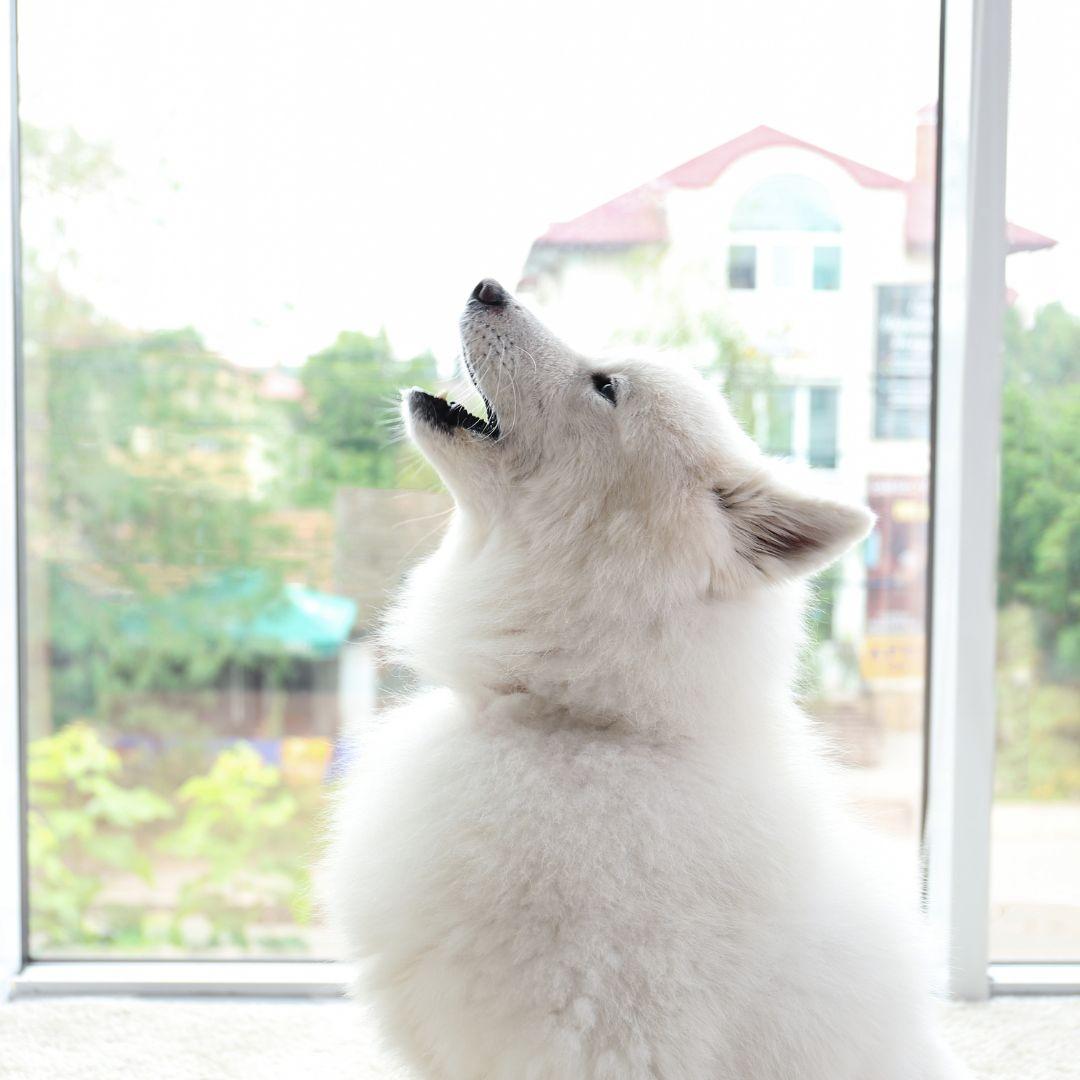 Photo inspiration: Gallery Detail: How To Stop A Dog From Barking And Whining When