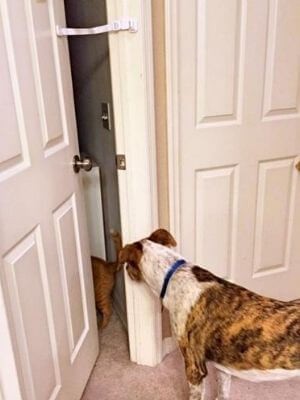 dog door lock and pinch guard