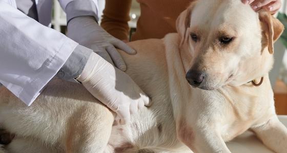 GASTROENTERITIS IN DOGS: CAUSES, SYMPTOMS AND TREATMENT