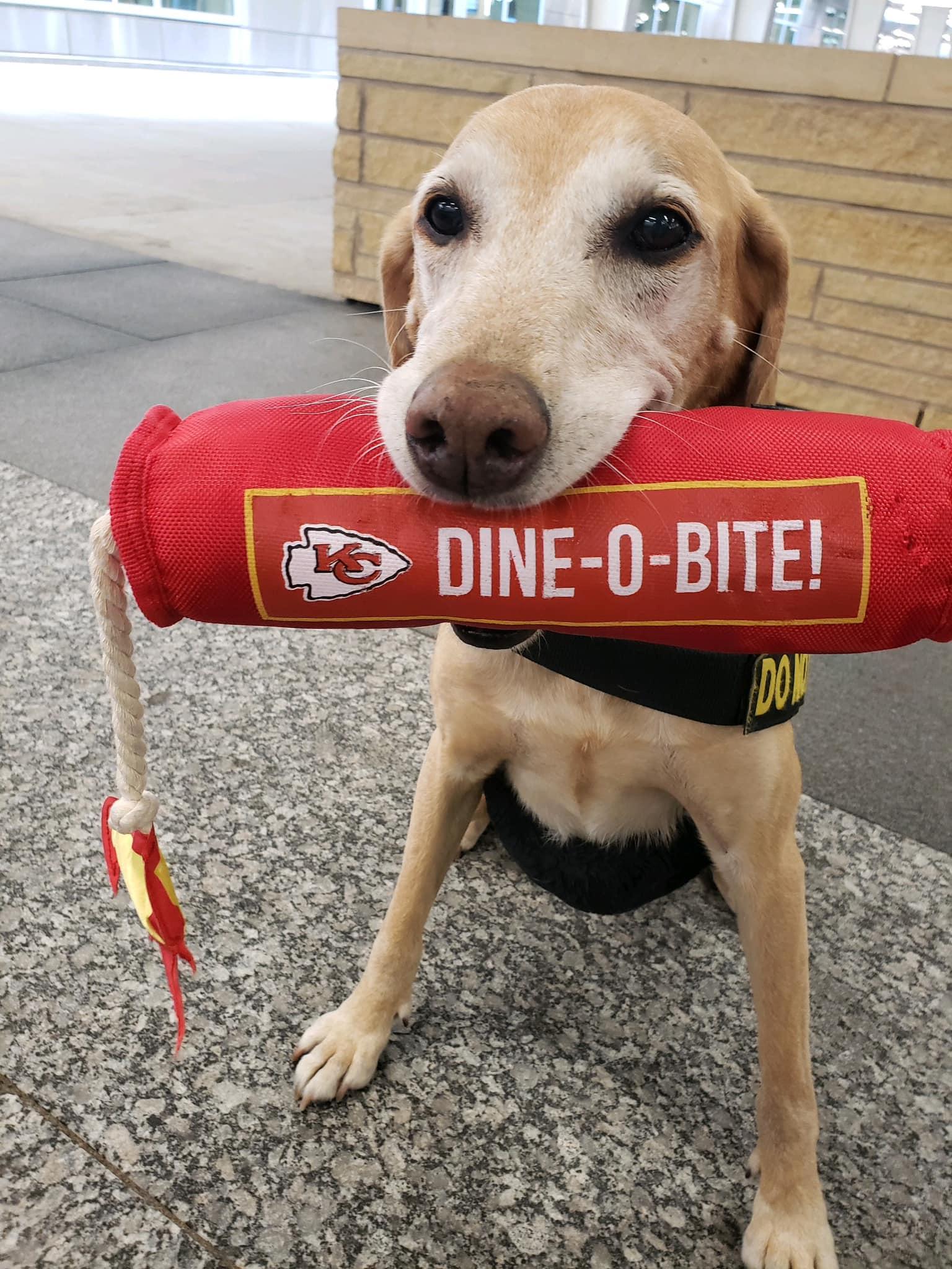 k9 eebbers with his toy