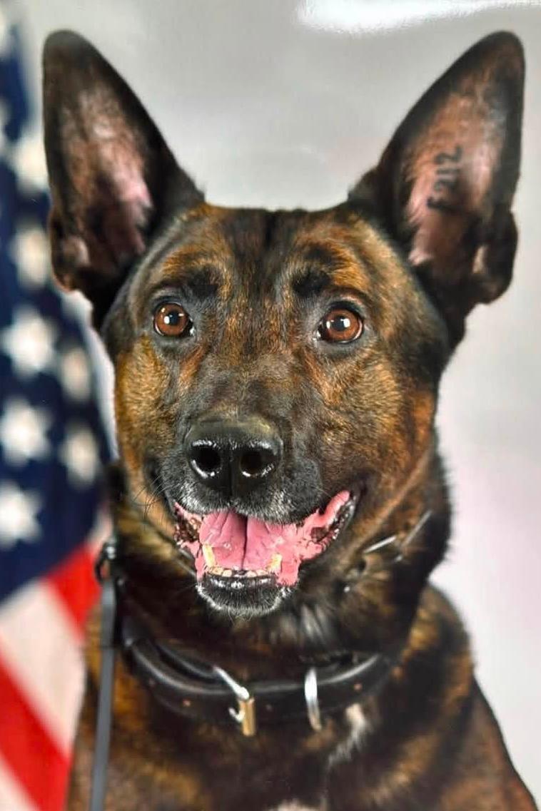 mwd archer